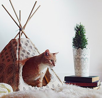 Gift Ideas for Cat Lovers | My Subscription Addiction